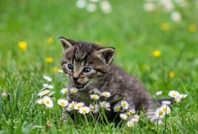 Projekt gegen Katzenelend - Frühjahrsaktion beginnt am 19. Februar