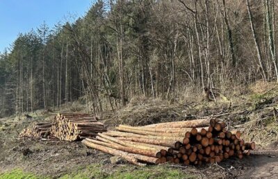 Brennholzverkauf (Bild vergrößern)