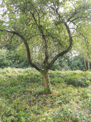 Vorarbeiten zum Mulchen (Bild vergrößern)