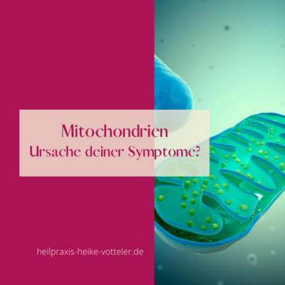Mitochondrien, Ursache deiner Symptome? (Bild vergrößern)