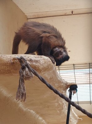 5. Treffen der BAG-Fachgruppe für arterhaltende Primatenzucht  im Zoo Hof (Bild vergrößern)