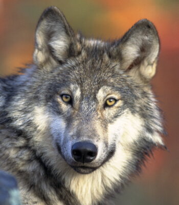 Foto zur Meldung: Pressemitteilung: Die Realität beim Thema Wolf darf nicht länger ignoriert werden