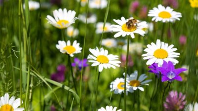 Meldung: DIE KEMU-Immenhausen informiert und bittet um Unterstützung: Warum Sie Ihren Rasen im Mai nicht mähen sollten