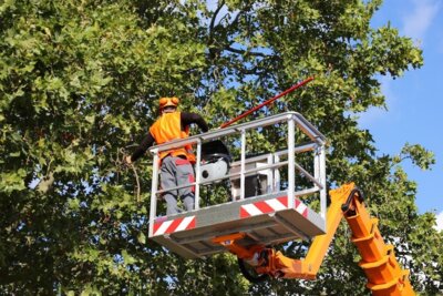 Foto zur Meldung: Maßnahmen zur Sicherung und Pflege unserer Baumlandschaft in Großenwiehe