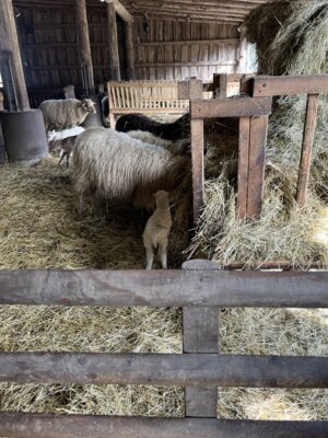 Foto zur Meldung: Besuch des Schafstalls