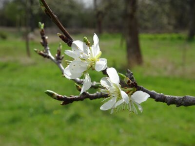 Krostitz freut sich auf die Obstbaumblüte (Bild vergrößern)
