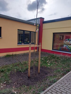 Der neue Baum vor der Kita Damsdorf (Bild vergrößern)