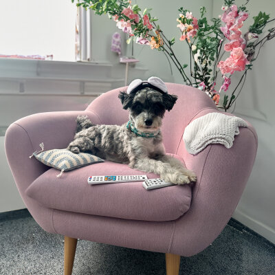 Meldung: Pfotenweisheiten (3) - Warum Hunde lieber auf dem Sofa liegen