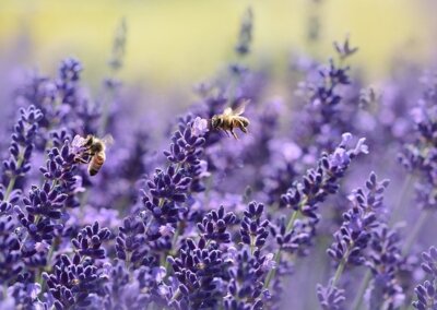 Bienen auf blühendem Lavendel