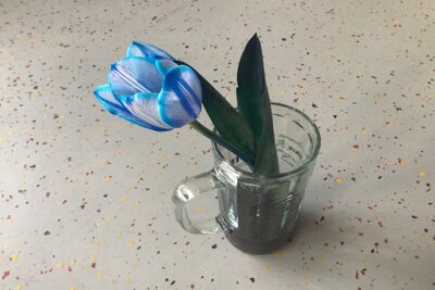Foto zur Meldung: Klasse 1AA: Wozu hat die Tulpe ihren Stängel?