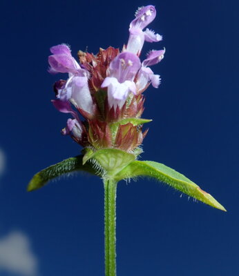 Noch häufig auf allen Wiesen im Park ist die Gemeine Braunelle (Prunella vulgaris). Foto: Uwe Jueg