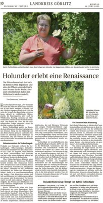 Meldung: Holunder erlebt eine Renaissance