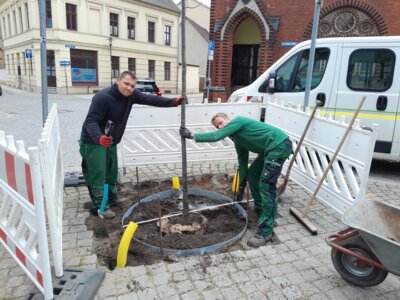 Foto: Rolandstadt Perleberg | Max Wala (links) und Thomas Gawende pflanzen die Linde auf dem Postplatz.