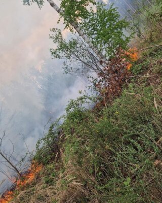 Waldbrand Coswig (Bild vergrößern)