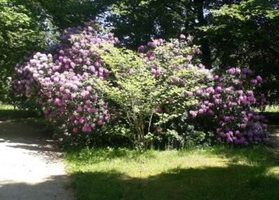 Meldung: dunklere Rhododendronblüten sind jetzt dran