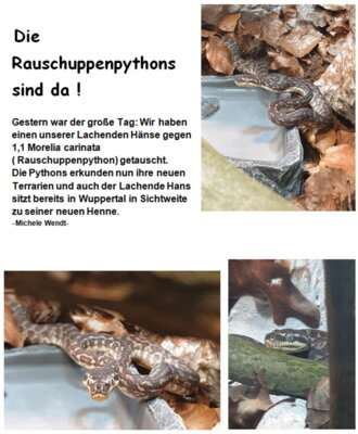 Foto zur Meldung: Rauschuppenpythons im Perleberger Tierpark