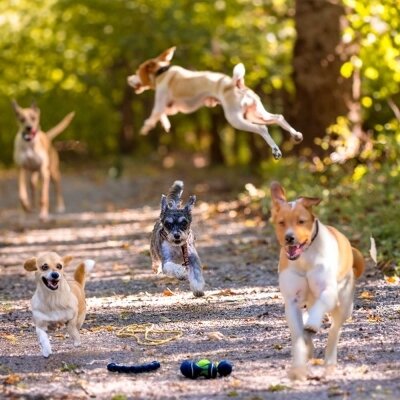 Meldung: Pfotenweisheiten (7) - Harmonie im Hundepark