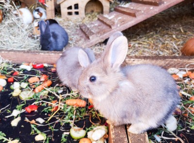 Kaninchen im Streicheltierhof. Foto: Beate Vogel