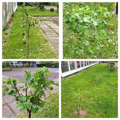 Schulhofverschönerung dank Leitermann (Bild vergrößern)