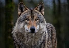 Link zu: Antragsverfahren für die Gewährung von Zuwendungen zur Förderung von Investitionen zum Schutz vor Schäden durch den Wolf in Sachsen-Anhalt sind eröffnet