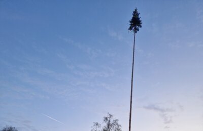 Ein prächtiger Maibaum ziert die Dorfmitte (Bild vergrößern)