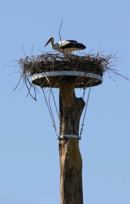 Brütender Storch im Rädeler Horst (Bild vergrößern)