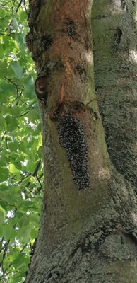 Foto zur Meldung: Lindenwanzen in der Robert-Blum-Straße in Naunhof gesichtet