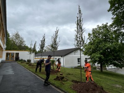 Das tatkräftige Team des Bauhofes beim Pflanzen der Hopfenbuchen (Bild vergrößern)