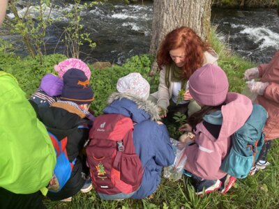 Drittklässler sammeln Wildkräuter im Kurpark (Bild vergrößern)