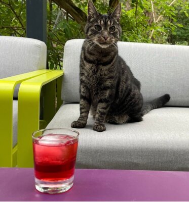 Kater Neo inBorkwalde entlaufen