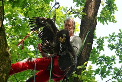 Seeadler-Nachwuchs in den Fröruper Bergen
