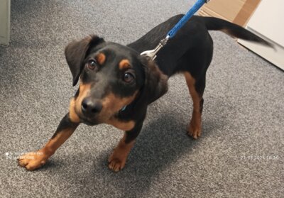 Herrenloser Hund im Wald Rosenfeld gefunden