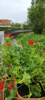 Meldung: Blumenschmuck in Monzingen