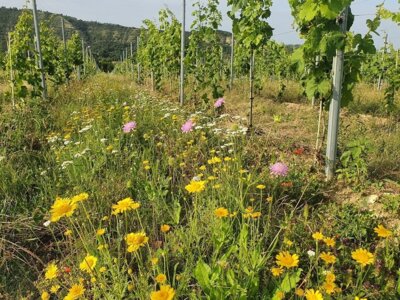 Weinberg mit Blühstreifen © Hochschule Anhalt