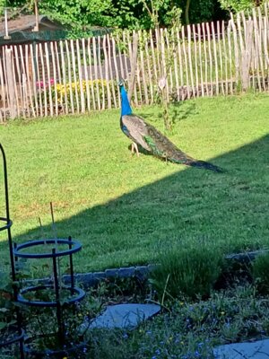 Ein Pfau zu Besuch (Bild vergrößern)