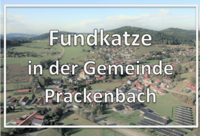 Foto zur Meldung: Fundkatze