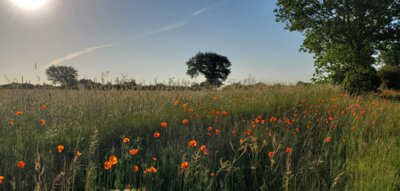 Leuchtender Klatschmohn am Wegesrand; ©Matthias Paulsen (Bild vergrößern)
