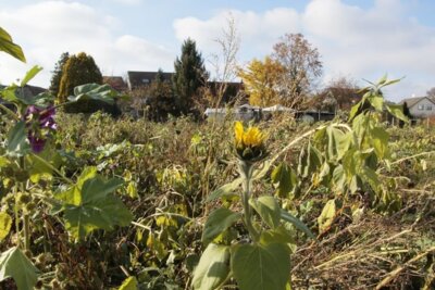 Pflanzaktion am Brühl (Bild vergrößern)