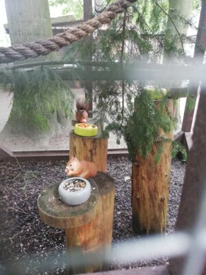 Eichhörnchen wieder da (Bild vergrößern)
