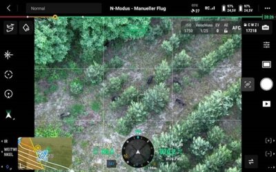 Bild: Schwarzwild im Bereich Kleinkoschen. Aufgezeichnet bei einer Drohnensuche als Maßnahmen zur Eindämmung der ASP am 30.05.2024 (Bild: Drohnen Expertise/ Steffen Franzeck) (Bild vergrößern)