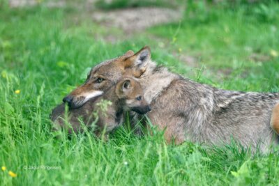 Wolfswelpe  Auf Kuschelkurs: Gerade in den ersten Wochen haben die Wolfswelpen die Nähe zu ihrer Mutter Noki genossen. Nun werden sie immer selbstständiger.  Bildautorin: Jaqui Ringeisen (Bild vergrößern)