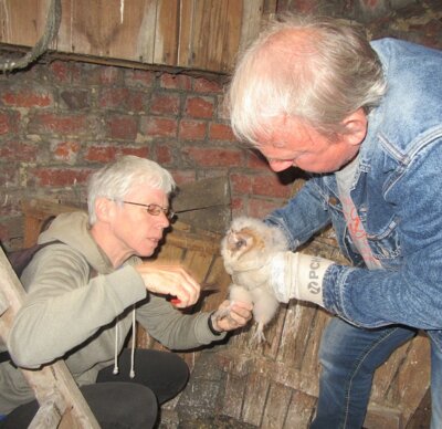 Foto zur Meldung: Vier Jungstörche und junge Schleiereulen im Storchenturm Ziesar