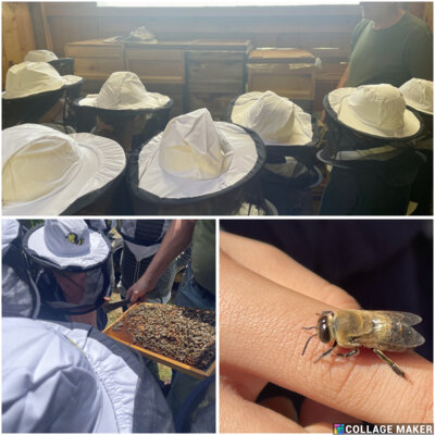 Meldung: Bienenstandbesuch 1. Klasse