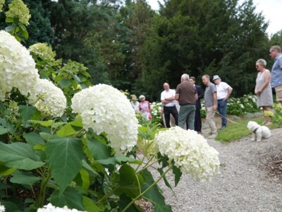 Führung im Hortensienpark Erbsmühle mit Hans Alt (c) Marco Lenarduzzi (Bild vergrößern)