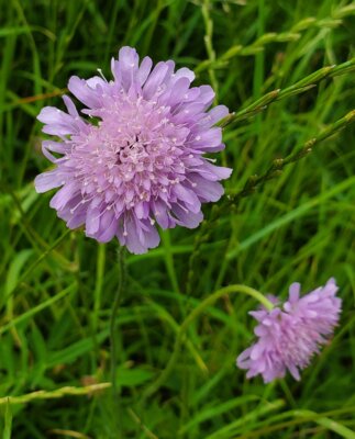 Weit verbreitet, aber doch zu selten: die Wiesen-Witwenblume