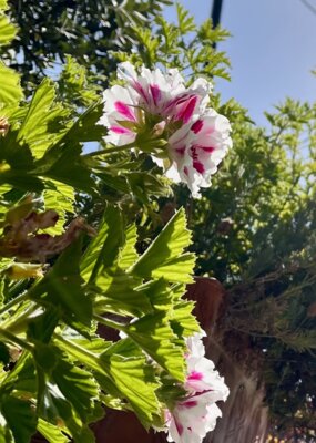 Wir wünschen schöne Sommerferien!