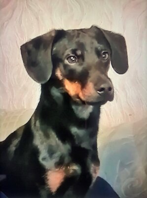 Hund entlaufen! - UPDATE: Leo ist wieder da! (Bild vergrößern)
