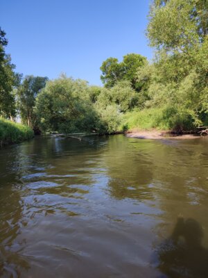 Kiesbank und Totholz an der Bode  Foto:IG Bode-Lachs e.V