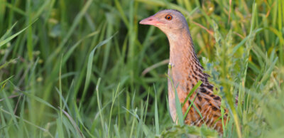 Ein Wachtelkönig (crex crex) in einer Wiese (Foto: Sebastian Hennigs) (Bild vergrößern)