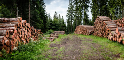 Umstrukturierungen im Landesbetrieb Forst Brandenburg (Bild vergrößern)